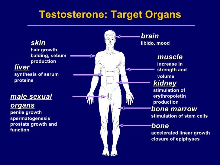 Testosterone lecture by author nelson vergel