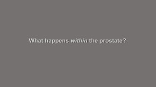 What happens within the prostate? 
 