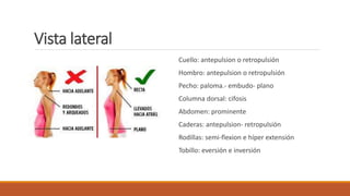 Vista lateral
Cuello: antepulsion o retropulsión
Hombro: antepulsion o retropulsión
Pecho: paloma.- embudo- plano
Columna dorsal: cifosis
Abdomen: prominente
Caderas: antepulsion- retropulsión
Rodillas: semi-flexion e híper extensión
Tobillo: eversión e inversión
 