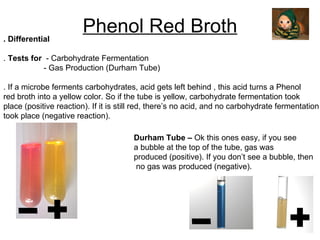 Phenol Red Broth . Differential .  Tests for   - Carbohydrate Fermentation - Gas Production (Durham Tube) . If a microbe ferments carbohydrates, acid gets left behind , this acid turns a Phenol  red broth into a yellow color. So if the tube is yellow, carbohydrate fermentation took  place (positive reaction). If it is still red, there’s no acid, and no carbohydrate fermentation  took place (negative reaction). + - Durham Tube –  Ok this ones easy, if you see  a bubble at the top of the tube, gas was  produced (positive). If you don’t see a bubble, then no gas was produced (negative). + - 