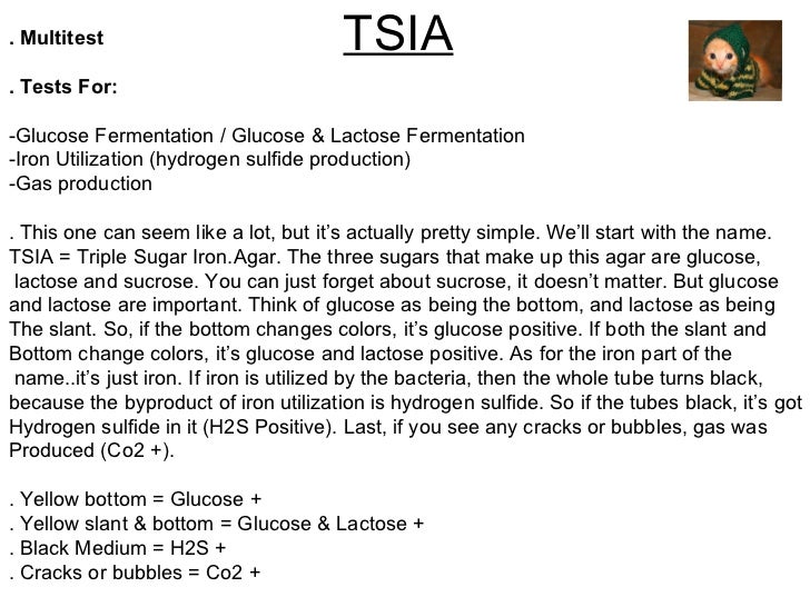 lactose fermentation