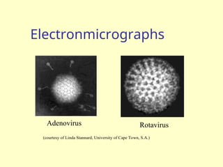 Electronmicrographs
Adenovirus Rotavirus
(courtesy of Linda Stannard, University of Cape Town, S.A.)
 