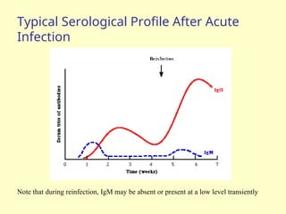 Typical Serological Profile After Acute
Infection
Note that during reinfection, IgM may be absent or present at a low level transiently
 