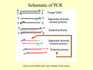 Schematic of PCR
Each cycle doubles the copy number of the target
 