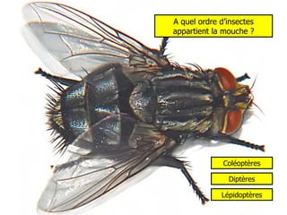 A quel ordre d’insectes appartient la mouche ? Coléoptères Diptères Lépidoptères 