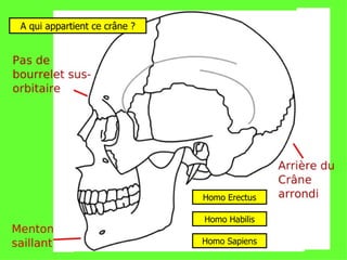 A qui appartient ce crâne ? Homo Erectus Homo Habilis Homo Sapiens 