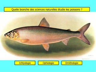 Quelle branche des sciences naturelles étudie les poissons ? Ichtyologie Ophiologie Ornithologie 