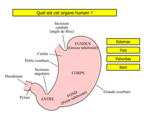 Quel est cet organe humain ? Estomac Foie Pancréas Rein 