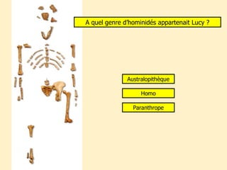 A quel genre d’hominidés appartenait Lucy ? Australopithèque Homo Paranthrope 