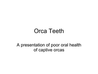 Orca Teeth A presentation of poor oral health of captive orcas 