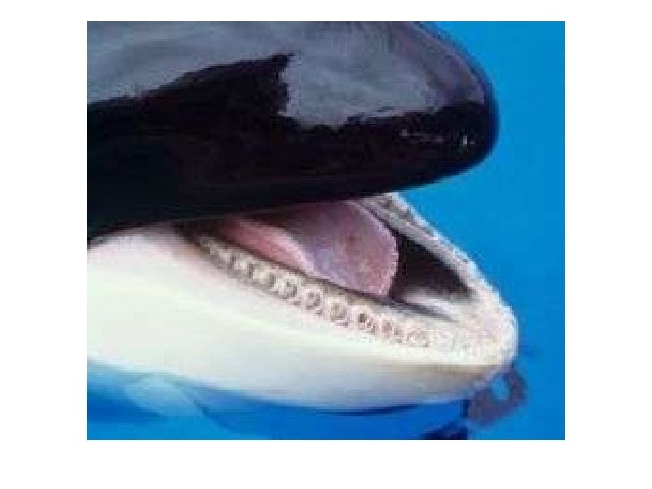 Orca Teeth