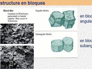 Testura estructuraconsit