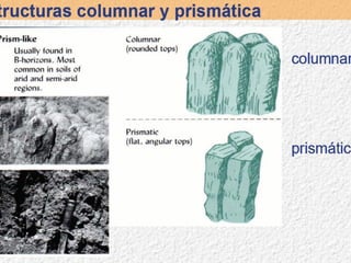 Testura estructuraconsit