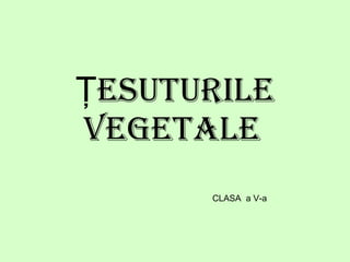 Ţesuturile vegetale   CLASA  a V-a 