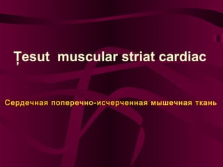 Ţesut muscular striat cardiac
Сердечная поперечно-исчерченная мышечная ткань

 