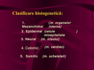 Clasificare histogenetică:
1.
Mezenchimal

( m. organelor
interne)

2. Epidermal (celule
mioepiteliale
3. Neural
(m. irisului)

4. Celomic

(m. cardiac)

5. Somitic

(m. scheletali)

)

 