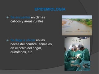 EPIDEMIOLOGÍA
 Se encuentra en climas
cálidos y áreas rurales.
 Se llega a ubicar en las
heces del hombre, animales,
en el polvo del hogar,
quirófanos, etc.
 