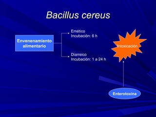 Bacillus cereusBacillus cereus
Envenenamiento
alimentario
Emético
Incubación: 6 h
Diarreico
Incubación: 1 a 24 h
Enterotoxina
Intoxicación
 