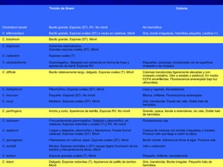   Tinción de Gramb
Colonia
Clostridium baratii Bacilo grande. Esporas (ST), RV. No móvil No hemolítica
C. bifermentans Bacilo grande. Esporas ovales (ST) a veces en cadenas. Móvil Gris, borde irregulares, hemólisis pequeña. Lecitina (+)
C. botulinum Bacilo grande. Esporas (ST). Móvil  
C. butyricum Extremos redondeados.
Grandes esporas ovales (ST). Móvil
 
C. cadaveris Esporas ovales (T)  
C. clostridioforme Gramnegativo. Alargado con extremos en forma de huso y
apariencia de barril. Esporas RV
Pequeñas, convexas, translúcidas con la superficie
moteada o de mosaico
C. difficile Bacilo relativamente largo, delgado. Esporas ovales (T). Móvil Colonias translúcidas ligeramente elevadas y con
moteado cristalino. Olor a establo o estiércol. En medio
CCFA amarillentas. Fluorescencia anaranjada bajo luz
ultravioleta.
C. histolyticum Pleomórfico. Esporas ovales (ST). Móvil Lisas y rugosas. Aerotolerante
C. inocuum Pequeño. Esporas (ST). No móvil Blanca, brillante. Fluorescencia anaranjada.
C. novyi Mediano. Esporas ovales (ST). Móvil Gris, translúcida. Puede dar velo. Doble halo de
hemólisis.
C. perfringens Ancho y corto. Apariencia de ladrillo. Esporas RV. No móvil Grande, opaca, tiende a extenderse, sin velo. Doble halo
de hemólisis.
C. ramosum Frecuentemente gramnegativo. Delgado y pleomórfico, en
cadenas. Esporas redondas u ovales (T) y RV. No móvil
Fluorescencia roja
C. septicum Largos y delgados, pleomórfico y filamentoso. Puede formar
cadenas. Esporas ovales (ST). Móvil
Cabeza de medusa con bordes irregulares y rizoides.
Produce velo que llega a cubrir la placa
C. sporogenes Filamentoso en cultivos viejos. Esporas ovales (ST). Móvil Borde rizoide. Adherencia firme al agar. Produce velo
C. sordelli Rectos. Esporas centrales o (ST) causan ligera hinchazón de los
bacilos y frecuentemente libres. Móvil
Velo o extensión
C. tertium Esporas grandes ovales (T). Móvil Pequeña, brillante. Aerotolerante
C. tetani Delgado. Esporas redondas (T). Apariencia de palillo de tambor.
Móvil
Gris, translúcida. Borde irregular. Pequeño halo de
hemólisis.
 