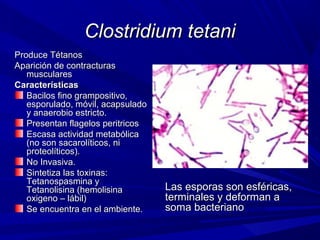 Clostridium tetaniClostridium tetani
Produce TétanosProduce Tétanos
Aparición de contracturasAparición de contracturas
muscularesmusculares
CaracterísticasCaracterísticas
Bacilos fino grampositivo,Bacilos fino grampositivo,
esporulado, móvil, acapsuladoesporulado, móvil, acapsulado
y anaerobio estricto.y anaerobio estricto.
Presentan flagelos peritricosPresentan flagelos peritricos
Escasa actividad metabólicaEscasa actividad metabólica
(no son sacarolíticos, ni(no son sacarolíticos, ni
proteolíticos).proteolíticos).
No Invasiva.No Invasiva.
Sintetiza las toxinas:Sintetiza las toxinas:
Tetanospasmina yTetanospasmina y
Tetanolisina (hemolisinaTetanolisina (hemolisina
oxigeno – lábil)oxigeno – lábil)
Se encuentra en el ambiente.Se encuentra en el ambiente.
Las esporas son esféricas,Las esporas son esféricas,
terminales y deforman aterminales y deforman a
soma bacterianosoma bacteriano
 