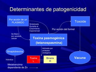 Determinantes de patogenicidadDeterminantes de patogenicidad
Toxina pasmogénica
(tetanospasmina)
Toxoide
Por acción del formol
Vacuna
Por acción de un
PLASMIDO
Sintetizada
Durante el
Crecimiento
Exponencial
Se libera
por autolisis
celular
Binaria
H
Activada por
proteasa
endógena
Toxina
L
Metaloenzima
dependiente de Zn
Sinaptobrevina
Hidroliza
 
