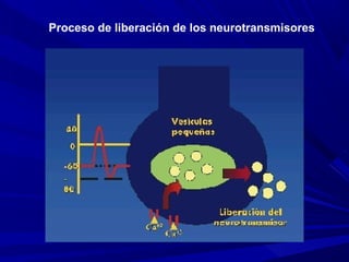 Proceso de liberación de los neurotransmisores
 