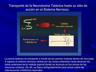 Transporte de la Neurotoxina Tetánica hasta su sitio deTransporte de la Neurotoxina Tetánica hasta su sitio de
acción en el Sistema Nervioso.acción en el Sistema Nervioso.
La toxina tetánica se transporta a través de los axones motores dentro de vesículas,
e ingresa al sistema nervioso central por las raíces anteriores hasta alcanzar las
astas anteriores de la médula espinal donde se acumula en los somas de las
neuronas motoras. De allí, se libera retrógradamente para actuar sobre las
interneuronas inhibitorias espinales
 