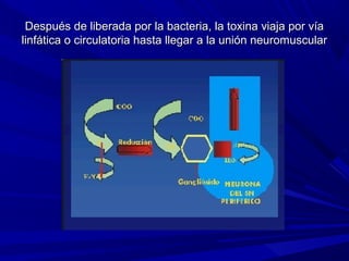 Después de liberada por la bacteria, la toxina viaja por víaDespués de liberada por la bacteria, la toxina viaja por vía
linfática o circulatoria hasta llegar a la unión neuromuscularlinfática o circulatoria hasta llegar a la unión neuromuscular
 