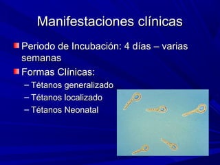 Manifestaciones clínicasManifestaciones clínicas
Periodo de Incubación: 4 días – variasPeriodo de Incubación: 4 días – varias
semanassemanas
Formas Clínicas:Formas Clínicas:
– Tétanos generalizadoTétanos generalizado
– Tétanos localizadoTétanos localizado
– Tétanos NeonatalTétanos Neonatal
 