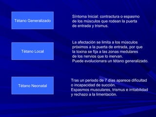 Tétano Generalizado
Síntoma Inicial: contractura o espasmo
de los músculos que rodean la puerta
de entrada y trismus.
Tétano Local
La afectación se limita a los músculos
próximos a la puerta de entrada, por que
la toxina se fija a las zonas medulares
de los nervios que lo inervan.
Puede evolucionara un tétano generalizado.
Tétano Neonatal
Tras un periodo de 7 días aparece dificultad
o incapacidad de succión.
Espasmos musculares, trismus e irritabilidad
y rechazo a la limentación.
 
