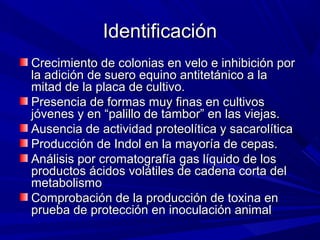 IdentificaciónIdentificación
Crecimiento de colonias en velo e inhibición porCrecimiento de colonias en velo e inhibición por
la adición de suero equino antitetánico a lala adición de suero equino antitetánico a la
mitad de la placa de cultivo.mitad de la placa de cultivo.
Presencia de formas muy finas en cultivosPresencia de formas muy finas en cultivos
jóvenes y en “palillo de tambor” en las viejas.jóvenes y en “palillo de tambor” en las viejas.
Ausencia de actividad proteolítica y sacarolíticaAusencia de actividad proteolítica y sacarolítica
Producción de Indol en la mayoría de cepas.Producción de Indol en la mayoría de cepas.
Análisis por cromatografía gas líquido de losAnálisis por cromatografía gas líquido de los
productos ácidos volátiles de cadena corta delproductos ácidos volátiles de cadena corta del
metabolismometabolismo
Comprobación de la producción de toxina enComprobación de la producción de toxina en
prueba de protección en inoculación animalprueba de protección en inoculación animal
 