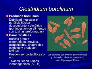 Clostridium botulinumClostridium botulinum
Producen botulismoProducen botulismo
Debilidad muscular oDebilidad muscular o
parálisis flácidaparálisis flácida
descendente y simétricadescendente y simétrica
(por ingestión de alimentos(por ingestión de alimentos
con toxinas preformadas).con toxinas preformadas).
CaracterísticasCaracterísticas
Bacilos gram +,Bacilos gram +,
esporulados, móviles,esporulados, móviles,
acapsulados, anaerobiosacapsulados, anaerobios
estrictos y producenestrictos y producen
toxinastoxinas
Pueden ser proteolíticas oPueden ser proteolíticas o
no.no.
Toxinas tienen 8 tiposToxinas tienen 8 tipos
inmunogénicos (A – H)inmunogénicos (A – H)
Las esporas son ovales, subterminales
y distienden el soma bacteriano,
con flagelos peritricos
 