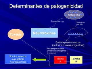 Determinantes de patogenicidadDeterminantes de patogenicidad
Neurotoxinas
Citoplasma
Se acumulan en
Se liberan
por lisis
Cadena proteica atoxica
(protoxina o toxina progenitora)
Activada por enzimas
proteolíticas endógenas
o exógenas
Binaria
B
Toxina
A
Son los venenos
mas potente
neuroparalíticos
Toxoide
 