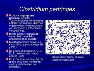 Produce laProduce la gangrenagangrena
gaseosagaseosa, celulitis,, celulitis,
Tosxiinfecciones alimentarias,Tosxiinfecciones alimentarias,
enteritis necrosante, diarreasenteritis necrosante, diarreas
enterotoxicasno relacionadaenterotoxicasno relacionada
con alimentos e infeccionescon alimentos e infecciones
inespecíficas.inespecíficas.
Bacilo Gram+, capsulado,Bacilo Gram+, capsulado,
esporulado, inmóbil yesporulado, inmóbil y
anaerobio poco estricto.anaerobio poco estricto.
Metabólicamente activo: esMetabólicamente activo: es
sacarolítico y produce gas (Hsacarolítico y produce gas (H22
y COy CO22))
Se divide en 5 tipos: A, B, C,Se divide en 5 tipos: A, B, C,
D, E. (toxinas: alfa, beta,D, E. (toxinas: alfa, beta,
épsilon, iota)épsilon, iota)
En el hombre se da el tipo AEn el hombre se da el tipo A
(parte de la flora normal del(parte de la flora normal del
suelo y del intestino desuelo y del intestino de
animales).animales).
Clostridium perfringesClostridium perfringes
Bacilo corto y ancho, no suele
aparecer esporulado
 