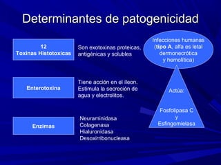 Determinantes de patogenicidadDeterminantes de patogenicidad
12
Toxinas Histotoxicas
Enterotoxina
Enzimas
Son exotoxinas proteicas,
antigénicas y solubles
Infecciones humanas
(tipo A, alfa es letal
dermonecrótica
y hemolítica)
Actúa:
Fosfolipasa C
y
Esfingomielasa
Neuraminidasa
Colagenasa
Hialuronidasa
Desoxirribonucleasa
Tiene acción en el íleon.
Estimula la secreción de
agua y electrolitos.
 