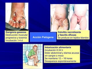 Acción Patógena
Gangrena gaseosa
Destrucción muscular
progresiva y toxemia
Incubación 1-4 d
Celulitis necrotizante
y fascitis difusas
Se produce en tejidos blandos
Intoxicación alimentaria
Incubación 8 24 h
Dolor abdominal y diarrea acuosa
sin sangre o moco
Se mantiene 12 – 18 horas
Desaparece espontáneamente
 