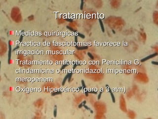 TratamientoTratamiento
Medidas quirúrgicasMedidas quirúrgicas
Practica de fasciotomias favorece laPractica de fasciotomias favorece la
irrigación muscularirrigación muscular
Tratamiento antibiotico con Penicilina G,Tratamiento antibiotico con Penicilina G,
clindamicina o metronidazol, imipenem,clindamicina o metronidazol, imipenem,
meropenemmeropenem
Oxigeno Hiperbárico (puro a 3 atm)Oxigeno Hiperbárico (puro a 3 atm)
 