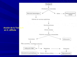 Acción de la Toxina A
en C. difficile
 