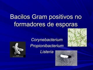 CorynebacteriumCorynebacterium
PropionibacteriumPropionibacterium
ListeriaListeria
Bacilos Gram positivos noBacilos Gram positivos no
formadores de esporasformadores de esporas
 