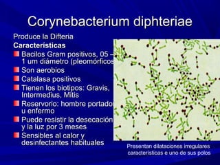 Corynebacterium diphteriaeCorynebacterium diphteriae
Produce la DifteriaProduce la Difteria
CaracterísticasCaracterísticas
Bacilos Gram positivos, 05 –Bacilos Gram positivos, 05 –
1 um diámetro (pleomórficos)1 um diámetro (pleomórficos)
Son aerobiosSon aerobios
Catalasa positivosCatalasa positivos
Tienen los biotipos: Gravis,Tienen los biotipos: Gravis,
Intermedius, MitisIntermedius, Mitis
Reservorio: hombre portadorReservorio: hombre portador
u enfermou enfermo
Puede resistir la desecaciónPuede resistir la desecación
y la luz por 3 mesesy la luz por 3 meses
Sensibles al calor ySensibles al calor y
desinfectantes habitualesdesinfectantes habituales Presentan dilataciones irregulares
características e uno de sus polos
 