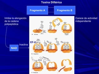 Fragmento A Fragmento B
Toxina Diftérica
Carece de actividad
independiente
Inhibe la elongación
de la cadena
polipeptidica
NAD
Inactiva
EF-2
 