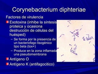 Factores de virulenciaFactores de virulencia
Exotoxina (inhibe la síntesisExotoxina (inhibe la síntesis
proteica y ocasionaproteica y ocasiona
destrucción de células deldestrucción de células del
huésped)huésped)
– Se forma por la presencia deSe forma por la presencia de
un bacteriofago lisogénicoun bacteriofago lisogénico
tipo beta (tox+)tipo beta (tox+)
– Produce en la zona inflamadaProduce en la zona inflamada
una pseudomembranauna pseudomembrana
Antígeno OAntígeno O
Antígeno K (antifagocitico)Antígeno K (antifagocitico)
Corynebacterium diphteriaeCorynebacterium diphteriae
 