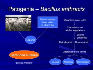 Patogenia –Patogenia – Bacillus anthracisBacillus anthracis
Piel o mucosas
lesionadas
en el hombre
Esporas
Germinan en el tejido
Crecimiento de
células vegetativas
Multiplicación - Diseminación
Liberación de la toxina
Edema
gelatinoso
Edema Necrosis Hemorragia
Carbunco cutáneo
“pústula maligna”
 