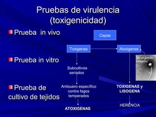 Pruebas de virulenciaPruebas de virulencia
(toxigenicidad)(toxigenicidad)
Prueba in vivoPrueba in vivo
Prueba in vitroPrueba in vitro
Prueba dePrueba de
cultivo de tejidoscultivo de tejidos
Cepas
Toxigenas Atoxigenas
TOXIGENAS y
LISOGENA
De un bacilo
toxigeno
HERENCIA
Subcultivos
seriados
Antisuero específico
contra fagos
temperados
ATOXIGENAS
 