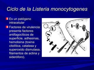 Ciclo de la Listeria monocytogenesCiclo de la Listeria monocytogenes
Es un patógenoEs un patógeno
intracelularintracelular
Factores de virulencia:Factores de virulencia:
presenta factorespresenta factores
antifagocíticos deantifagocíticos de
superficie, adhesinas,superficie, adhesinas,
hemolisina (toxinahemolisina (toxina
citolítica, catalasa ycitolítica, catalasa y
superoxido dismutasa,superoxido dismutasa,
filamentos de actina yfilamentos de actina y
sideróforo).sideróforo).
a) Penetra
b) sobrevive
c) Se multiplica
 