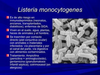 Listeria monocytogenesListeria monocytogenes
Es de alto riesgo enEs de alto riesgo en
inmunodeprimidos (neonatos,inmunodeprimidos (neonatos,
ancianos, transplantados,ancianos, transplantados,
diabéticos), enfermos de SIDA.diabéticos), enfermos de SIDA.
Viven en el suelo, agua, plantas,Viven en el suelo, agua, plantas,
heces de animales y el hombre.heces de animales y el hombre.
Se trasmiten por contactoSe trasmiten por contacto
directo (piel conjuntiva ocular)directo (piel conjuntiva ocular)
con animales o materialescon animales o materiales
infectados: vía placentaria y porinfectados: vía placentaria y por
el canal del parto, vía digestivael canal del parto, vía digestiva
con alimentos contaminados.con alimentos contaminados.
Tratamiento: AmpicilinaTratamiento: Ampicilina
(penicilina + aminoglucósido),(penicilina + aminoglucósido),
gentamicina (granulomatosisgentamicina (granulomatosis
infantil séptica), cotrimoxasol (eninfantil séptica), cotrimoxasol (en
alergicos)alergicos)
 