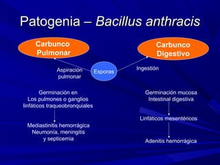 Patogenia –Patogenia – Bacillus anthracisBacillus anthracis
Carbunco
Pulmonar
Carbunco
Digestivo
EsporasAspiración
pulmonar
Germinación en
Los pulmones o ganglios
linfáticos traqueobronquiales
Mediastinitis hemorrágica
Neumonía, meningitis
y septicemia
Ingestión
Germinación mucosa
Intestinal digestiva
Linfáticos mesentéricos
Adenitis hemorrágica
 