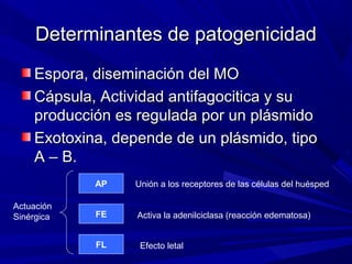 Determinantes de patogenicidadDeterminantes de patogenicidad
Espora, diseminación del MOEspora, diseminación del MO
Cápsula, Actividad antifagocitica y suCápsula, Actividad antifagocitica y su
producción es regulada por un plásmidoproducción es regulada por un plásmido
Exotoxina, depende de un plásmido, tipoExotoxina, depende de un plásmido, tipo
A – B.A – B.
AP Unión a los receptores de las células del huésped
FE
FL
Activa la adenilciclasa (reacción edematosa)
Efecto letal
Actuación
Sinérgica
 