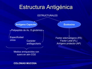 Estructura AntigénicaEstructura Antigénica
ESTRUCTURALES
Antígeno Capsular Exotoxina
Polipeptido de Ac. D.glutámico
Factor edematógeno (FE)
Factor Letal (FL)
Antígeno protector (AP)
Especificidad
única Carácter
antifagocitario
Medios enriquecidos con
suero en atm CO2
COLONIAS MUCOSA
 