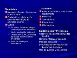 DiagnósticoDiagnóstico
Muestras: de pus y líquidos deMuestras: de pus y líquidos de
la lesión localla lesión local
Frotis teñidos: de la lesiónFrotis teñidos: de la lesión
local o de la sangre delocal o de la sangre de
animales muertosanimales muertos
CultivoCultivo
– En placas de gelosa sangre:En placas de gelosa sangre:
colonias grises no hemolíticascolonias grises no hemolíticas
– Medio semisólido, es inmóvilMedio semisólido, es inmóvil
– Prueba de ASCOLI, extractosPrueba de ASCOLI, extractos
de tejidos muestran anillode tejidos muestran anillo
precipitadoprecipitado
– Pruebas serológicasPruebas serológicas
AnticuerposAnticuerpos
TratamientoTratamiento
En el hombre debe ser iniciadoEn el hombre debe ser iniciado
rápidamenterápidamente
PenicilinaPenicilina
TetraciclinasTetraciclinas
EritromicinaEritromicina
ClindamicinaClindamicina
Epidemiología y PrevenciónEpidemiología y Prevención
Cadáveres de animales muertosCadáveres de animales muertos
(suelo)(suelo)
Hombre infecta por contactoHombre infecta por contacto
Medidas sanitariasMedidas sanitarias
Inmunización con vacunas delInmunización con vacunas del
bacilo vivo atenuado.bacilo vivo atenuado.
Uso de guantes y mascarillasUso de guantes y mascarillas
 